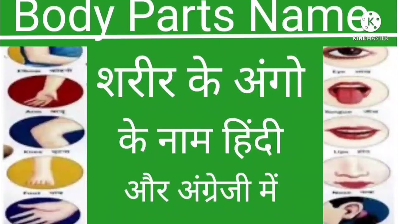 Body parts name sharir ke angon ke naam शरीर के अंगों के नाम YouTube