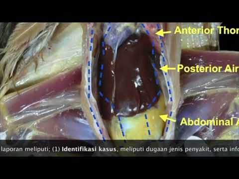 Video: Bagaimana Mengetahui Jika Haiwan Peliharaan Anda Memerlukan Nekropsi (Dan Apa Itu Nekropsy?)