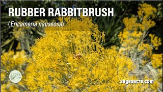 Rubber Rabbitbrush (Ericameria nauseosa)