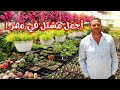 اسعار النباتات افضل مشتل فى مصر 