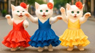 Bu Kediler Harika Dans Ediyor Dans Eden Kedi Videosu
