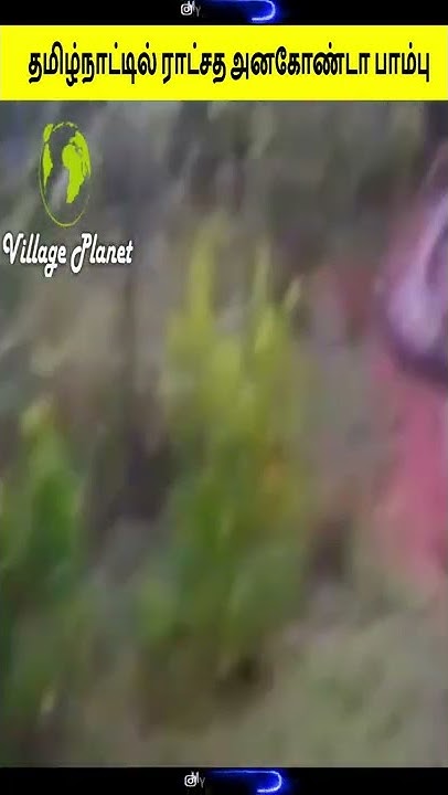 GIANT Anaconda Snake in Tamil Nadu / Tirunelveli Kadayanallur - YouTube