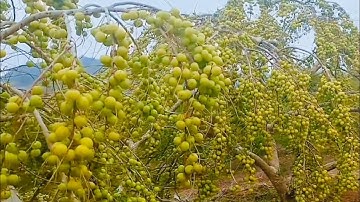 P2tập183/ bứng và ươm trồng cây me quả tròn