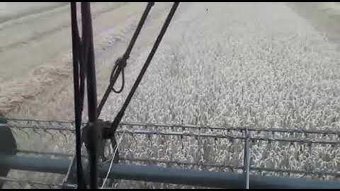 Cerea in Action: New Holland Mähdrescher___www.witt3d.de