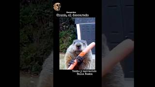 Chunk, el descarado #historiasdeanimales #bellabamba #animales