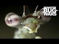 House Centipede Vs Swift Tree Mantis | MONSTER BUG WARS