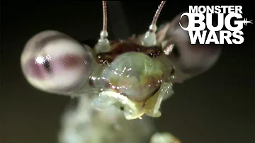 House Centipede Vs Swift Tree Mantis | MONSTER BUG WARS