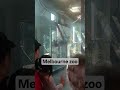 Met my friend in Melbourne zoo