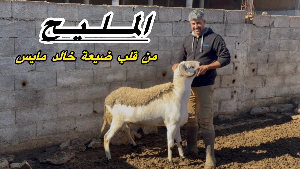 📸السلعة راس السوق👍🐏 لي موجد الكساب خالد المايس 👍👍🥇لسنة 2026 المليح بحق موفق بإذن الله🤲🤲