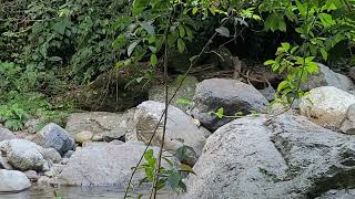The Blissful Sonata (Original Track By Sleep & Relaxation Track 35)