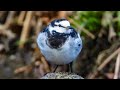 【まるい鳥】ハクセキレイがもふもふでかわいい【どアップ野鳥撮影】