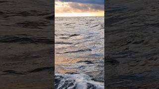 5 фактів про океан, які вражають — і це чиста правда! 🌊