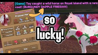 I GOT LUCKY!!! VALENTINES 2024 EVENT IS HERE! | Wild Horse Islands Roblox!!