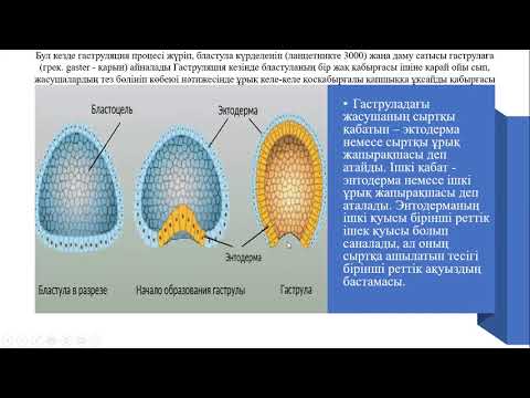 Бейне: Биологияда филогенездің анықтамасы қандай?