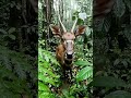 wildlife #aiart #aivideo #aiaiart