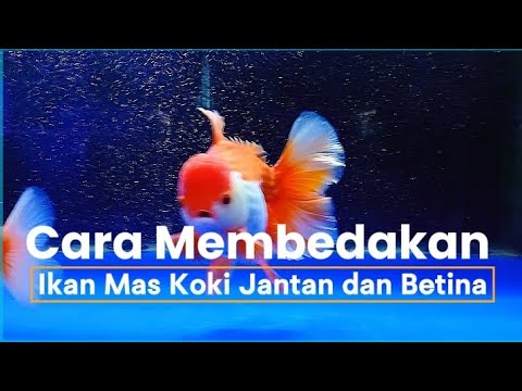 4 Easy Ways to Distinguish Male and Female Goldfish