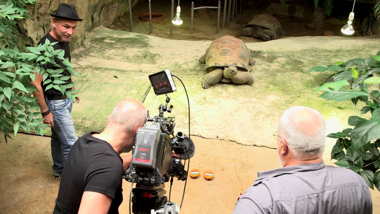 Riesenschildkröte Schurli ist EM-Orakel im Tiergarten Schönbrunn