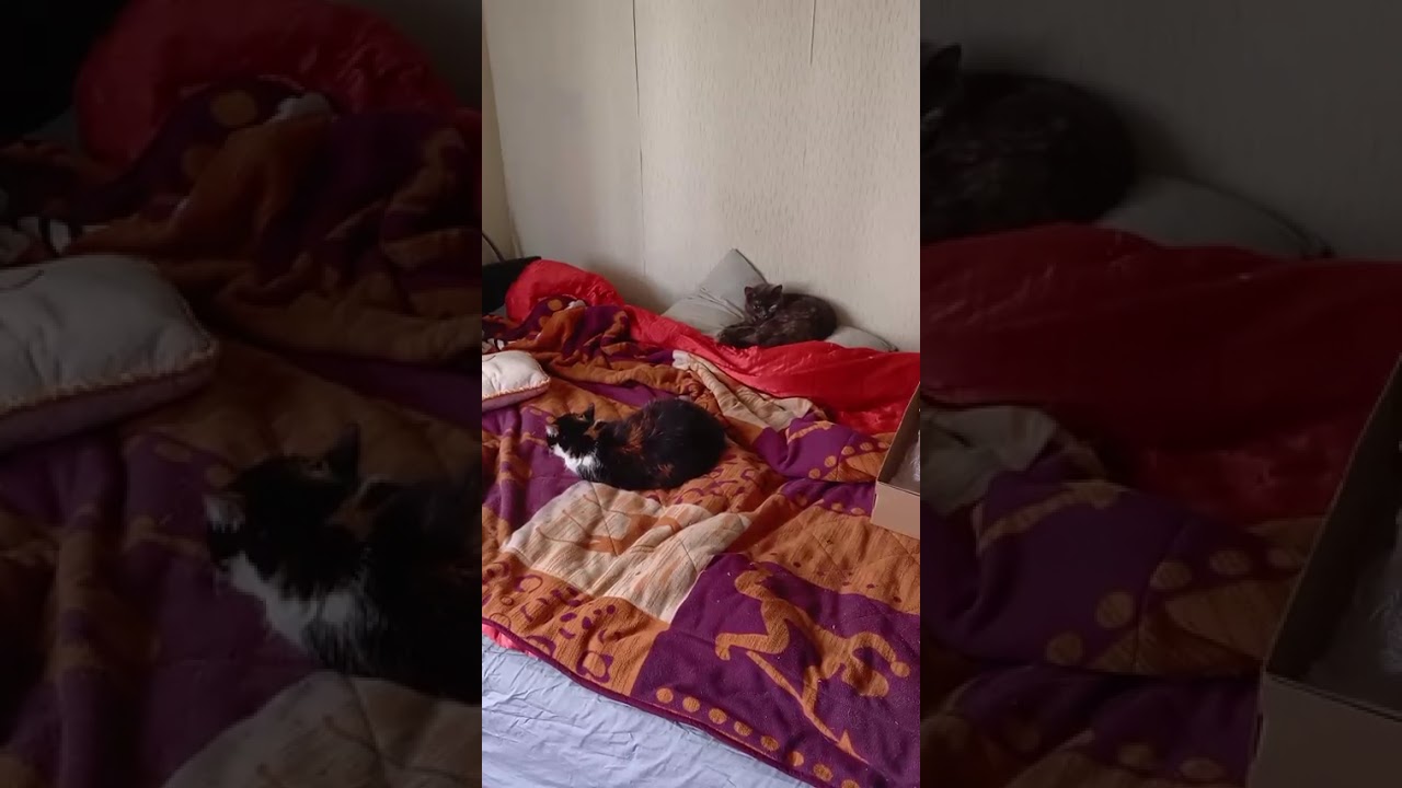 Сейчас с кошками будут делать всякое!!!