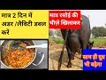 मात्र 2 दिन में अडर/ लेवटी डबल करें / Udder aur dudh kaise badhaye | How to increase udder and milk