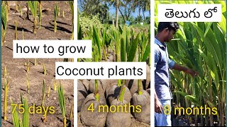 How to grow Coconut plants in nurseries || how to grow Coconut plants in telugu || Telugu garden