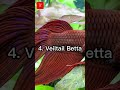 Top 10 most beautiful bettas in the world