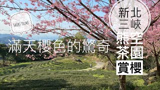 【新北三峽】熊空茶園賞櫻短片 
