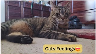 Cats dont show Affection like Dogs do,but they have a Feelings for YouFunny Cat VideosMust Watch