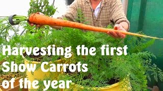 Allotment Diary : Harvesting the first Exhibition Show Carrots