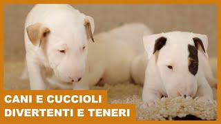 Video di Cani Divertenti e Teneri Compilation (Relax e Svago)