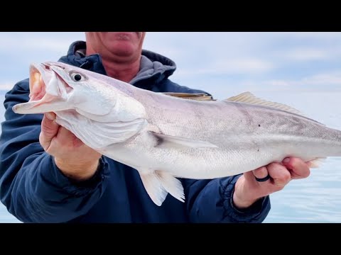 White Sea Bass Fishing  Sea Bass, Halibuts, and Lobsters! 