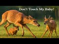 Don’t Mess With This Doe 🦌 | Mother Protects Fawn from Young Buck (Trail Cam)