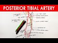 Posterior tibial artery - Origin, Course, Branches | Anatomy Tutorial