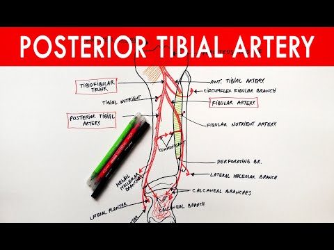 Posterior tibial artery - Origin, Course, Branches | Anatomy Tutorial