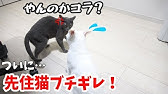 先住猫を追いかける黒猫 Youtube