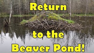 Return to the Beaver Pond