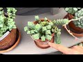 Succulents on the Shelves in the Potawatomi Conservatory, South Bend