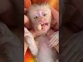 Mochi has a foreign object stuck in her mouth, and her father is trying to remove it.