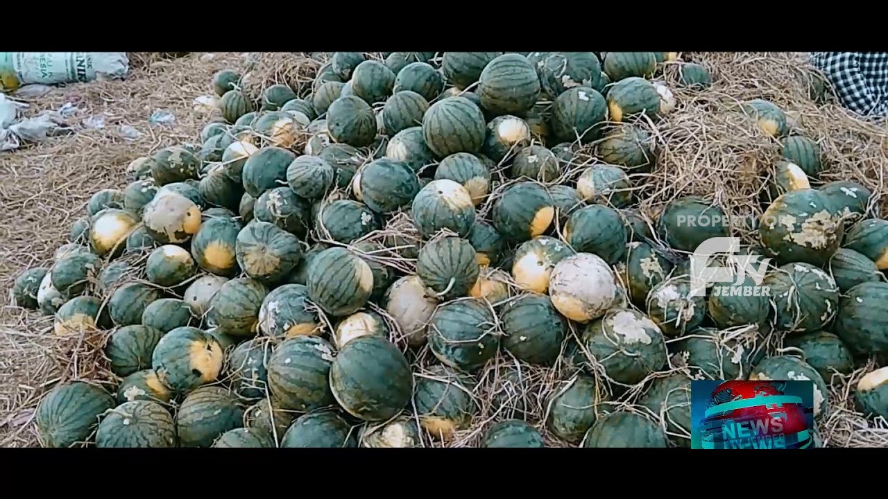 PANEN RAYA SEMANGKA PASIR