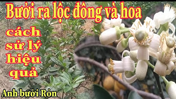 Cây bưởi ra lộc đông và cách xử lý hiệu quả nhất | Anh bưởi Rỏn