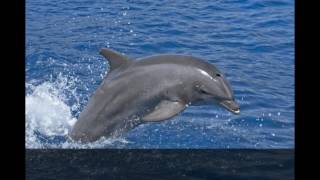 10 ČINJENICA KOJE NISTE ZNALI O ŽIVOTINJAMA