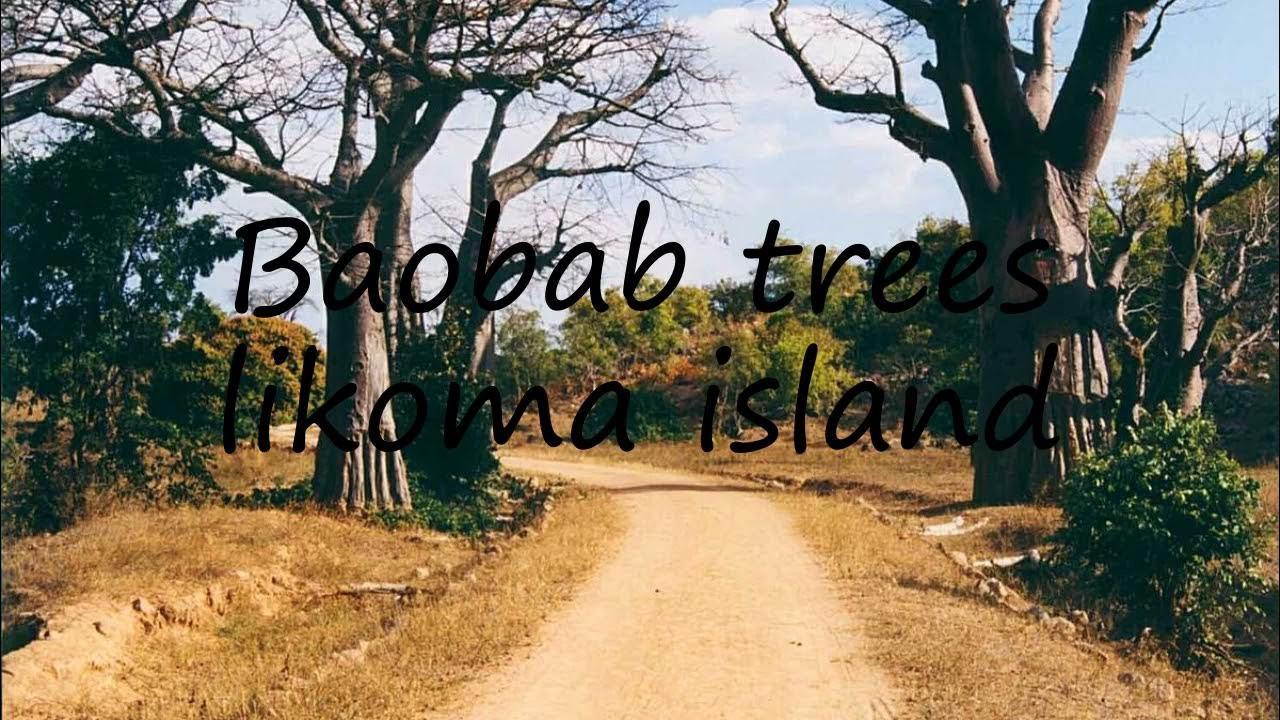 How to pronounce Baobab trees likoma island in English? YouTube