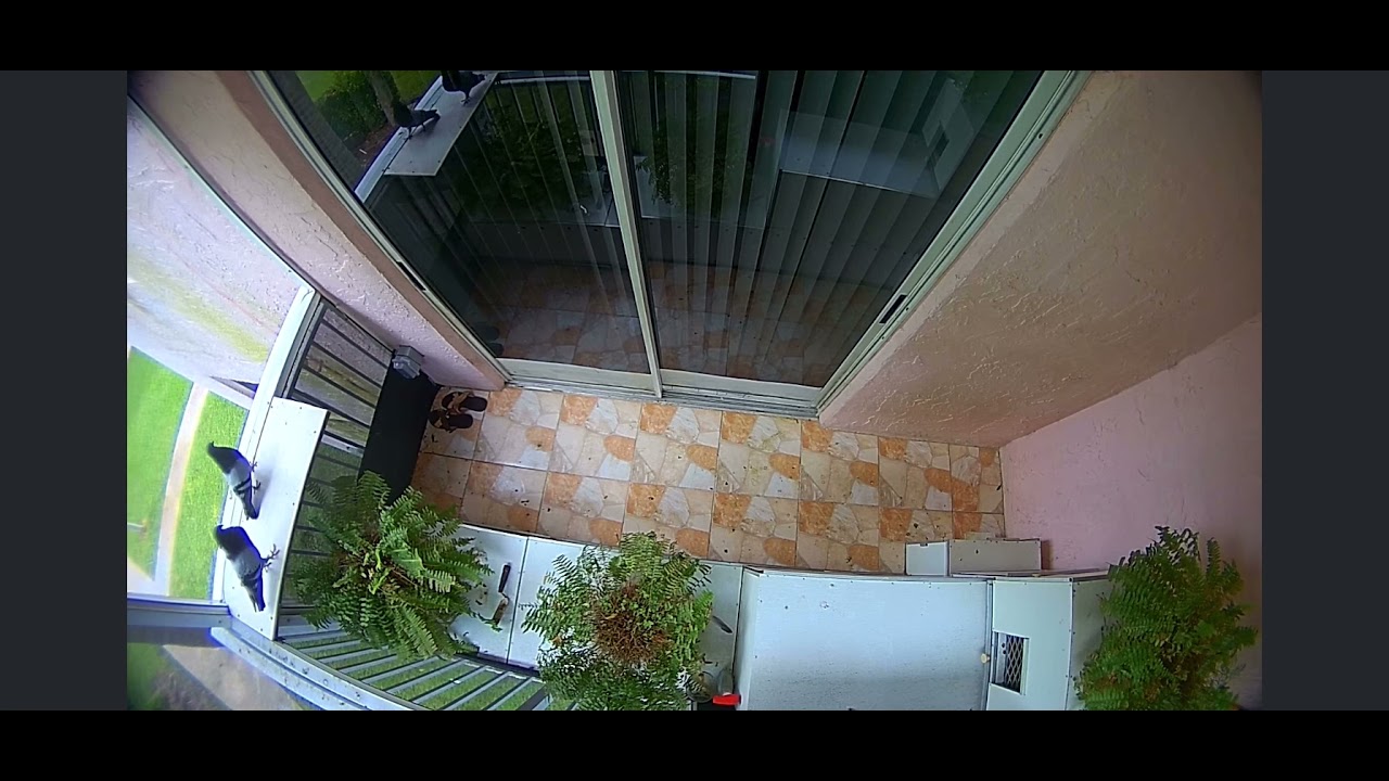 Captura de Mufasa, azulita con tierap 2