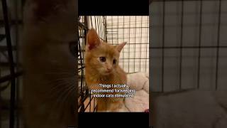 #ads #cat #allergies #catallergies #allergyfree #catmom #kitten
