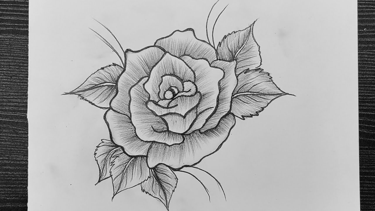 How To Draw A Rose With Pencil // Easy And Beautiful Rose Flower