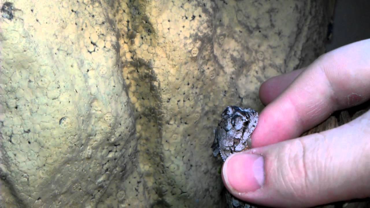 Baby Frilled dragon handling YouTube