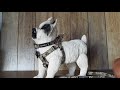 Tutorial para colocar o Peitoral de cachorro Camuflado ZaraBlue