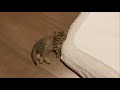 布団の端っこに落ちてる子猫