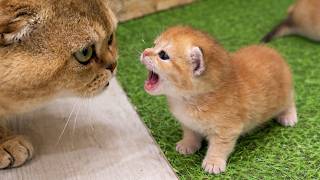 The Kittens Were Meowing Loudly… But Dad Cat Didn’t Understand 😳🐱