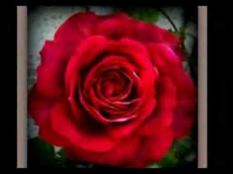 ANTARA CINTA DAN DUSTA --OBBIE MESSAKH