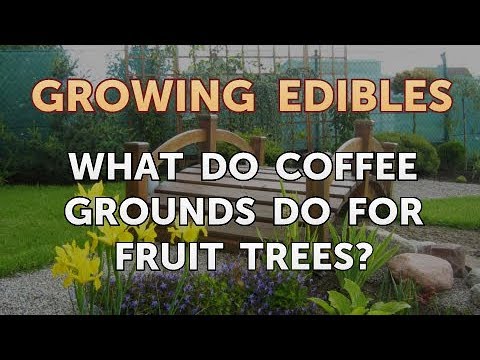 What Do Coffee Grounds Do For Fruit Trees? - Youtube